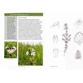 Eyebrights (Euphrasia) of the UK and Ireland - BSBI Handbook No. 18