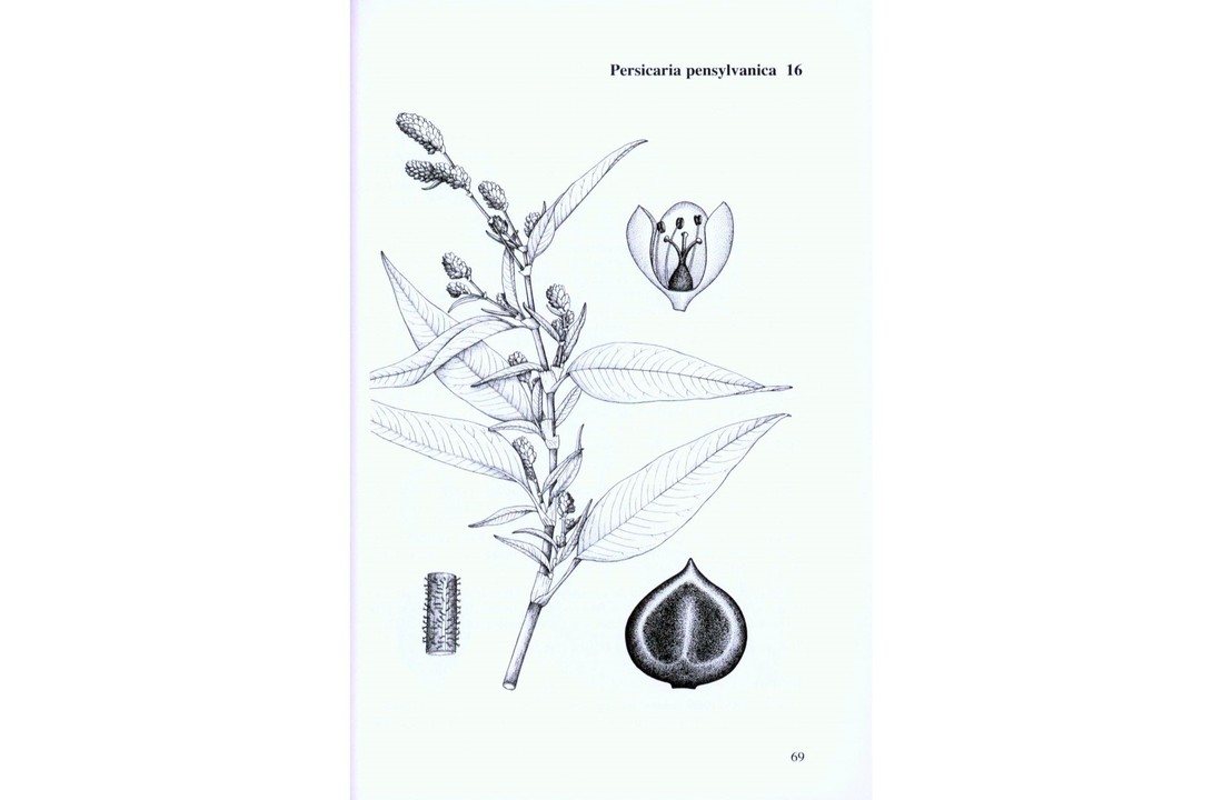Docks and Knotweeds of Britain and Ireland - BSBI Handbook No. 3