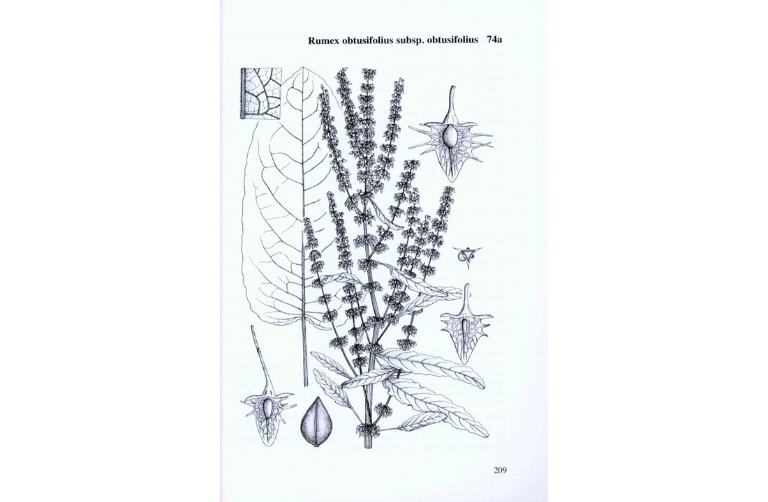 Docks and Knotweeds of Britain and Ireland - BSBI Handbook No. 3