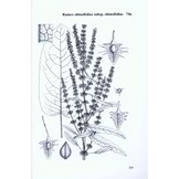 Docks and Knotweeds of Britain and Ireland - BSBI Handbook No. 3