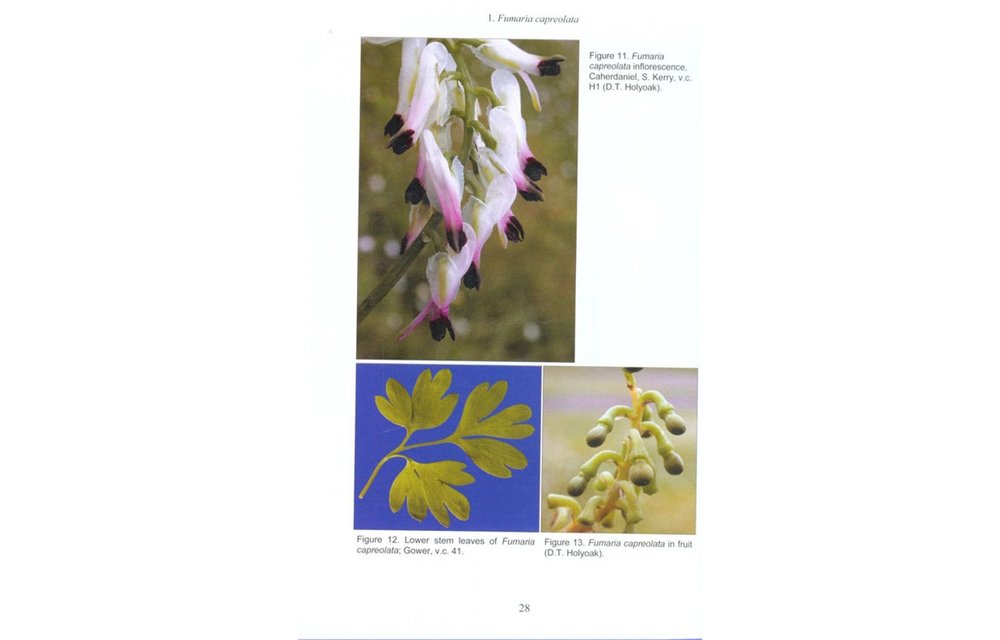 Fumitories of Britain and Ireland - BSBI Handbook No. 12