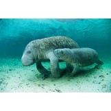 Handbook of the Mammals of the World, Vol. 4: Sea Mammals