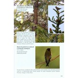 Field Guide to the Flora and Fauna of the Golden Monkey National Park/Baimaxueshan Nature Reserve, Yunnan, China