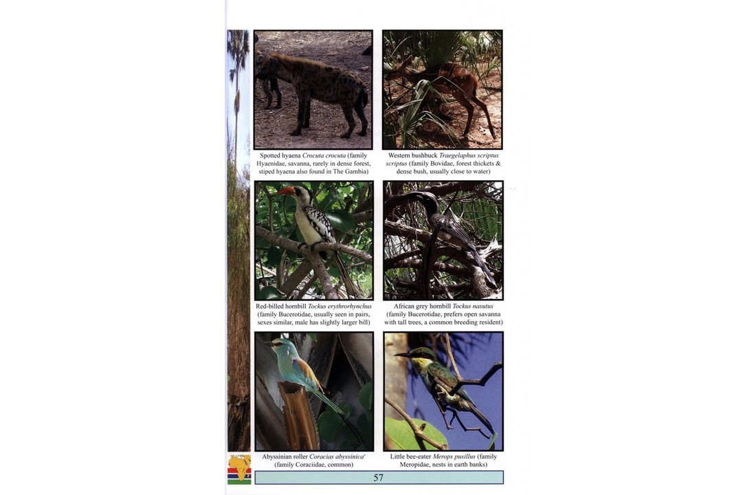 Field Guide to Wildlife of The Gambia - 2nd edition