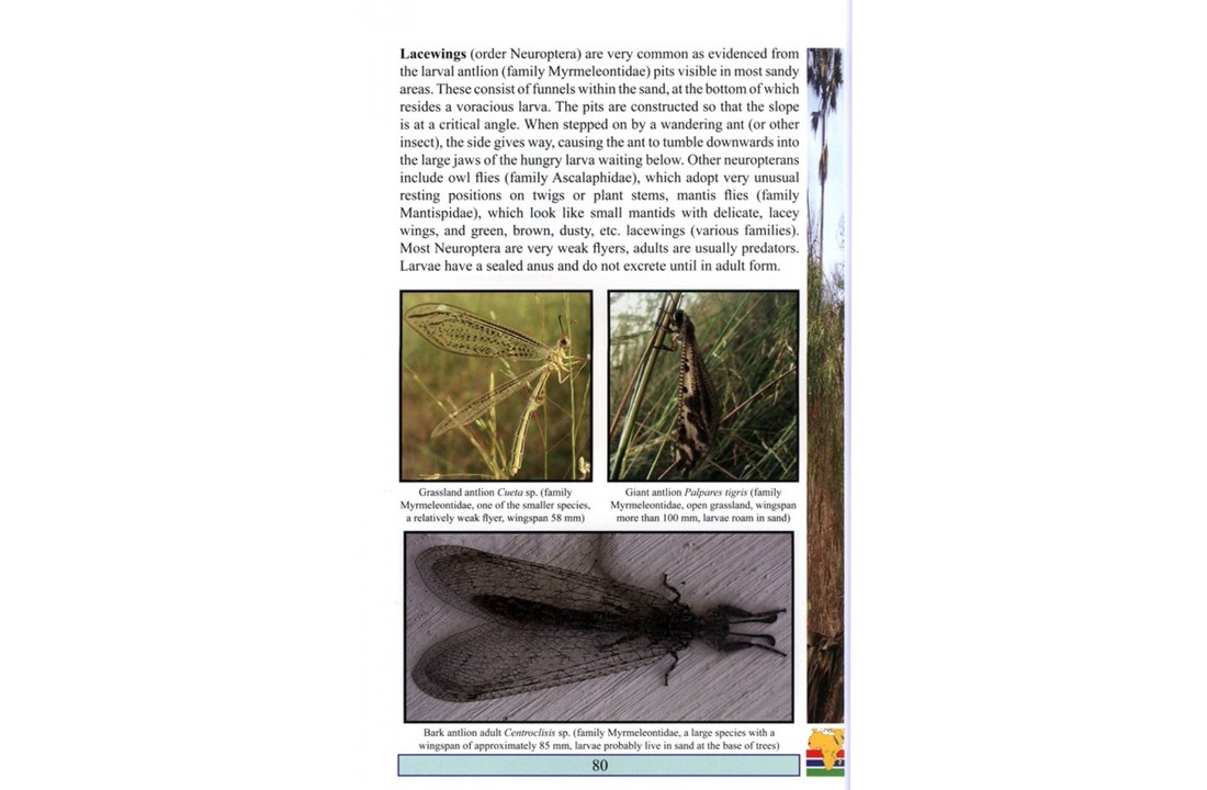 Field Guide to Wildlife of The Gambia - 2nd edition