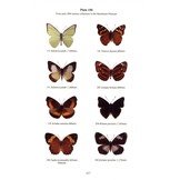 Field Guide to Butterflies of The Philippines