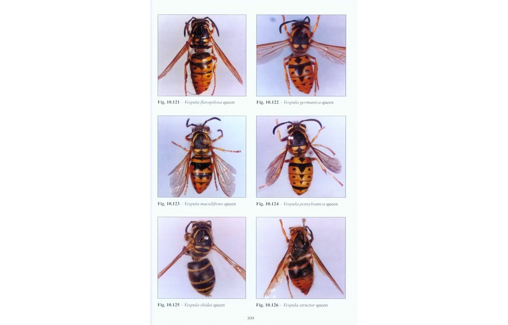 Vespine Wasps of the World - Behaviour, Ecology & Taxonomy of the Vespinae