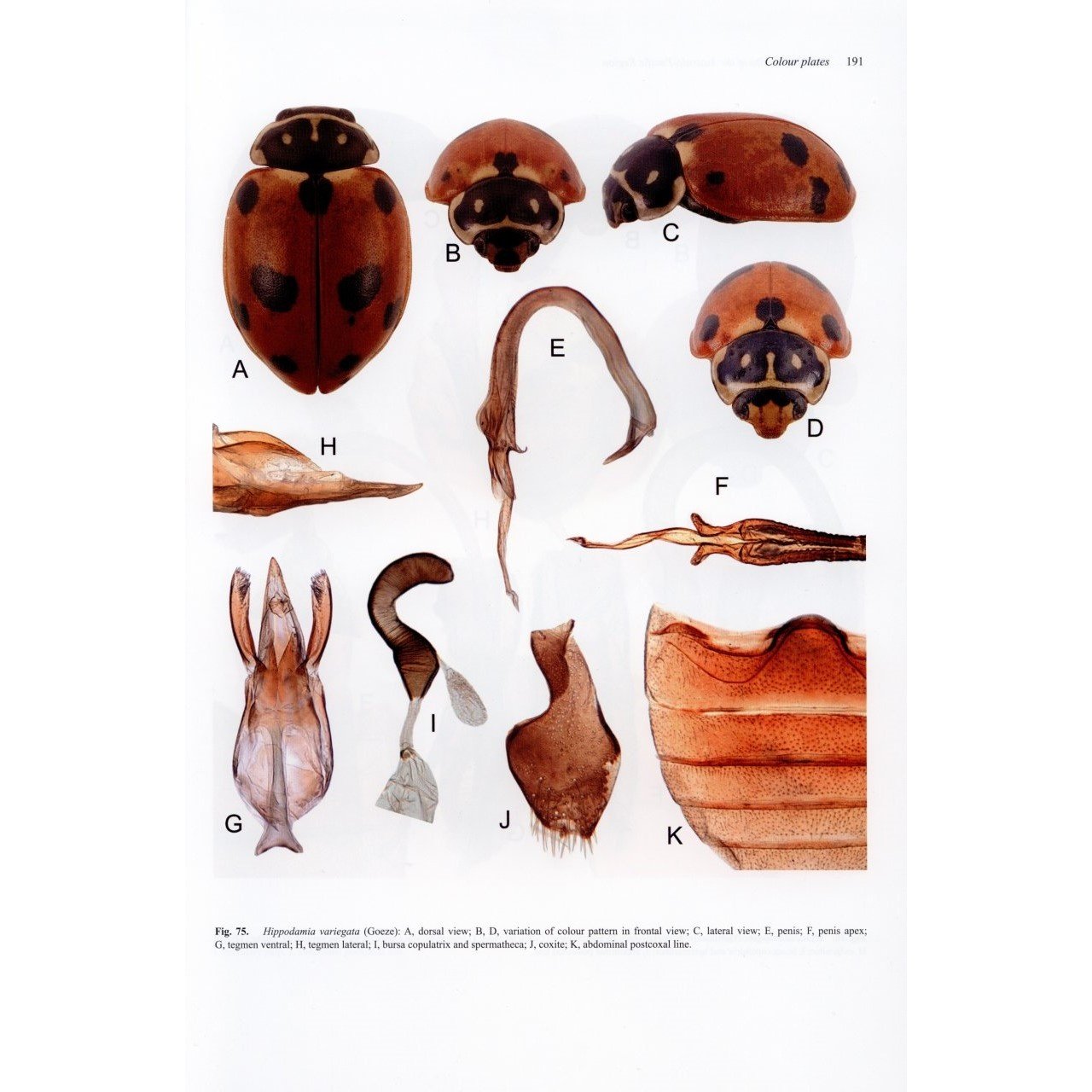 Ladybird Beetles of the Australo-Pacific Region - Coleoptera: Coccinellidae: Coccinellini