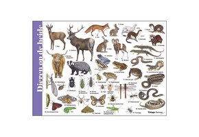 Identification Card Animals on the heather