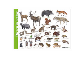 Herkenningskaart Dieren in het bos