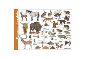 Bestimmungshilfe Tiere in der Düne