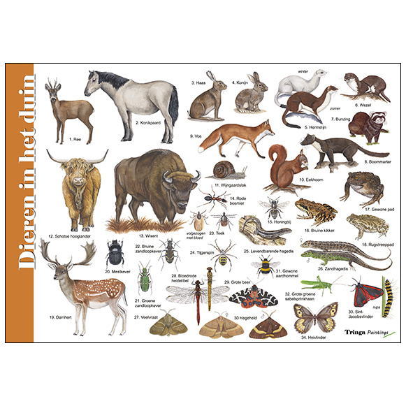 Identification Card Animals in the dunes Identification Card Animals in the dunes
