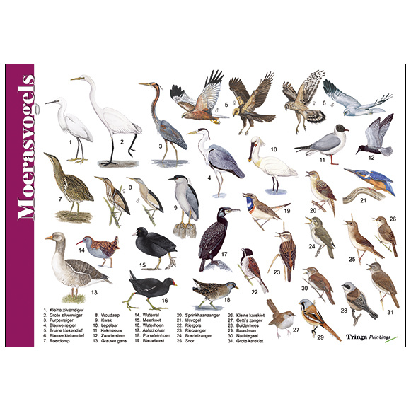 Identification Card Marsh Birds