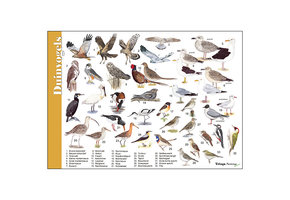 Herkenningskaart Duinvogels