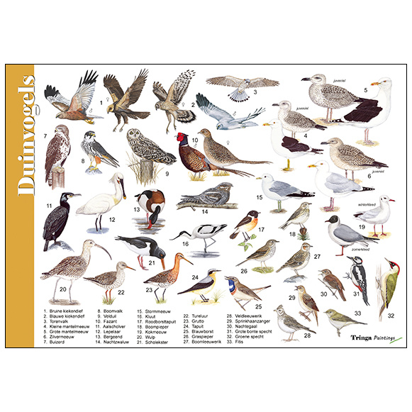 Identification Card Dune Birds