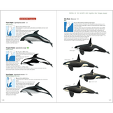 Mammals of the Southern Cone - Argentina, Chile, Paraguay, Uruguay