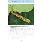A Pocket Guide: Phasmids of Peninsular Malaysia and Singapore