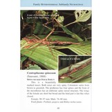 A Pocket Guide: Phasmids of Peninsular Malaysia and Singapore