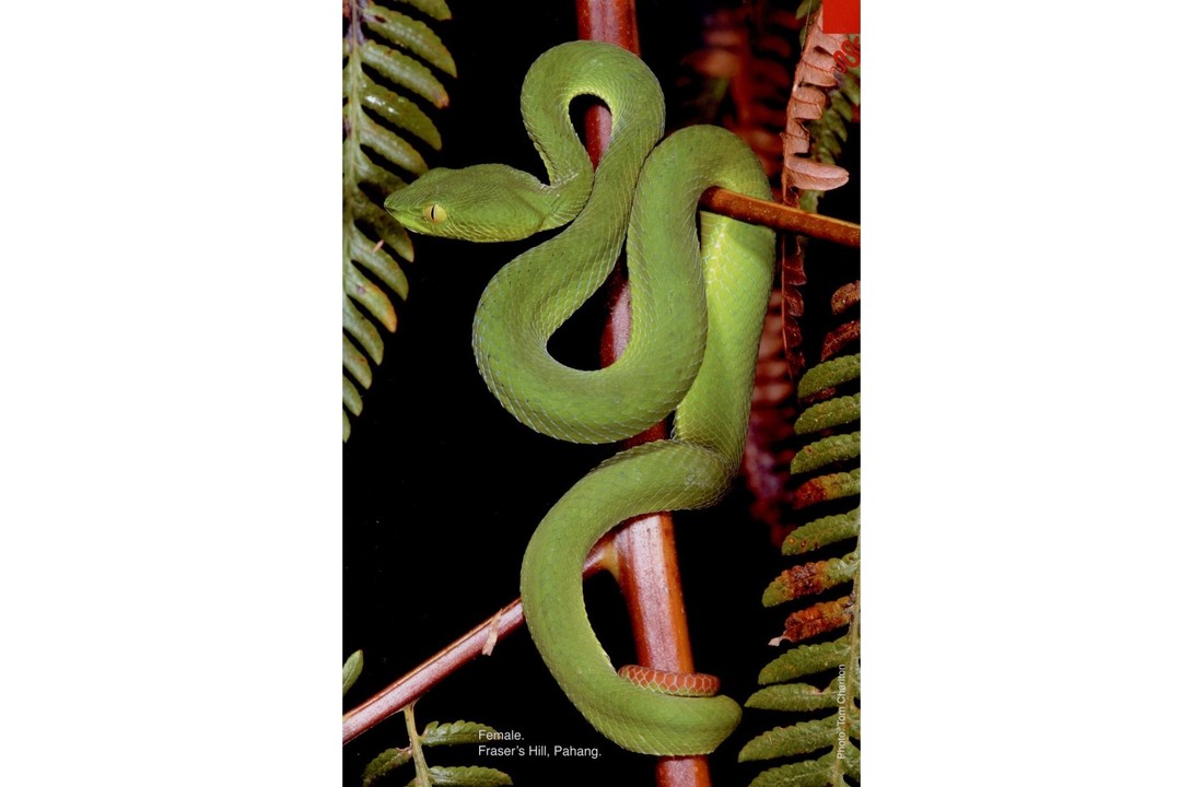 A Guide to Snakes of Peninsular Malaysia and Singapore