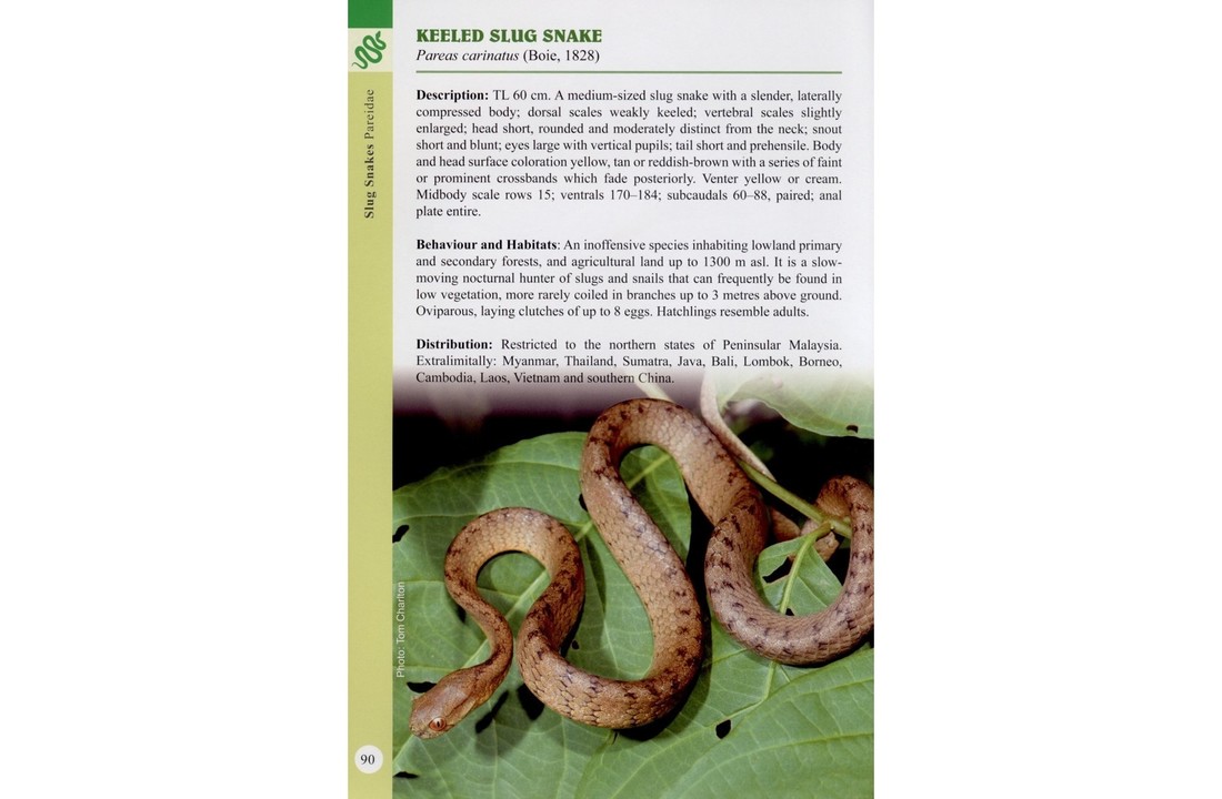 A Guide to Snakes of Peninsular Malaysia and Singapore