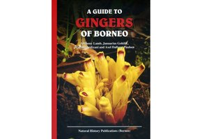 A Guide to Gingers of Borneo
