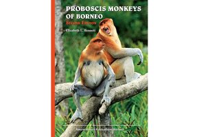 Proboscis Monkeys of Borneo