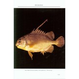 A Field Guide to the Fishes of Kuching Rivers - Sarawak, Malaysian Borneo