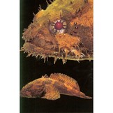 A Field Guide to the Fishes of Kuching Rivers - Sarawak, Malaysian Borneo