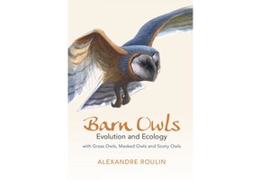 Barn Owls