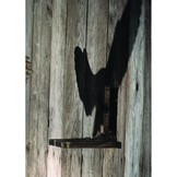 Barn Owls - Evolution and Ecology - with Grass Owls, Masked Owls and Sooty Owls