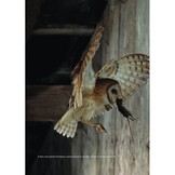 Barn Owls - Evolution and Ecology - with Grass Owls, Masked Owls and Sooty Owls