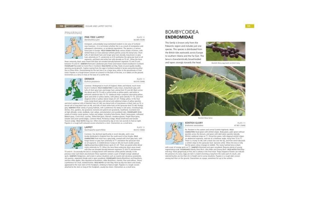 Field Guide to the Caterpillars of Great Britain and Ireland