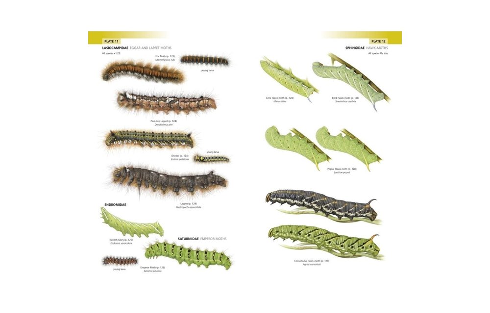 Field Guide to the Caterpillars of Great Britain and Ireland