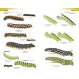 Field Guide to the Caterpillars of Great Britain and Ireland