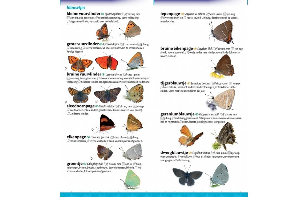 Minigids Vlinders van Nederland en België