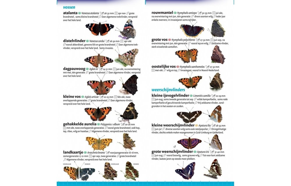 Minigids Vlinders van Nederland en België