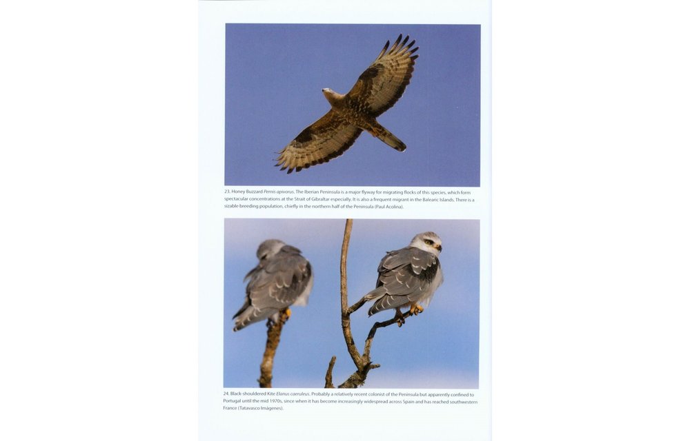 The Birds of the Iberian Peninsula