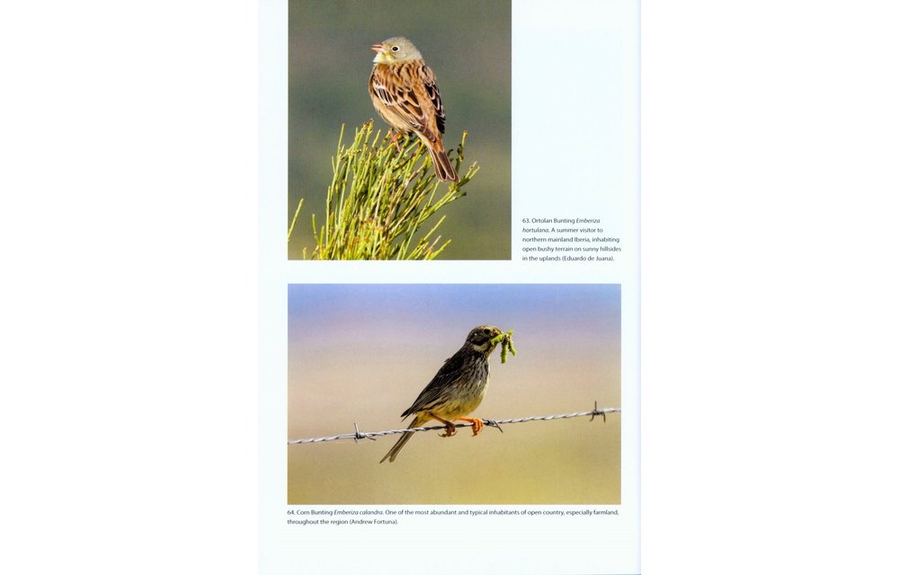 The Birds of the Iberian Peninsula