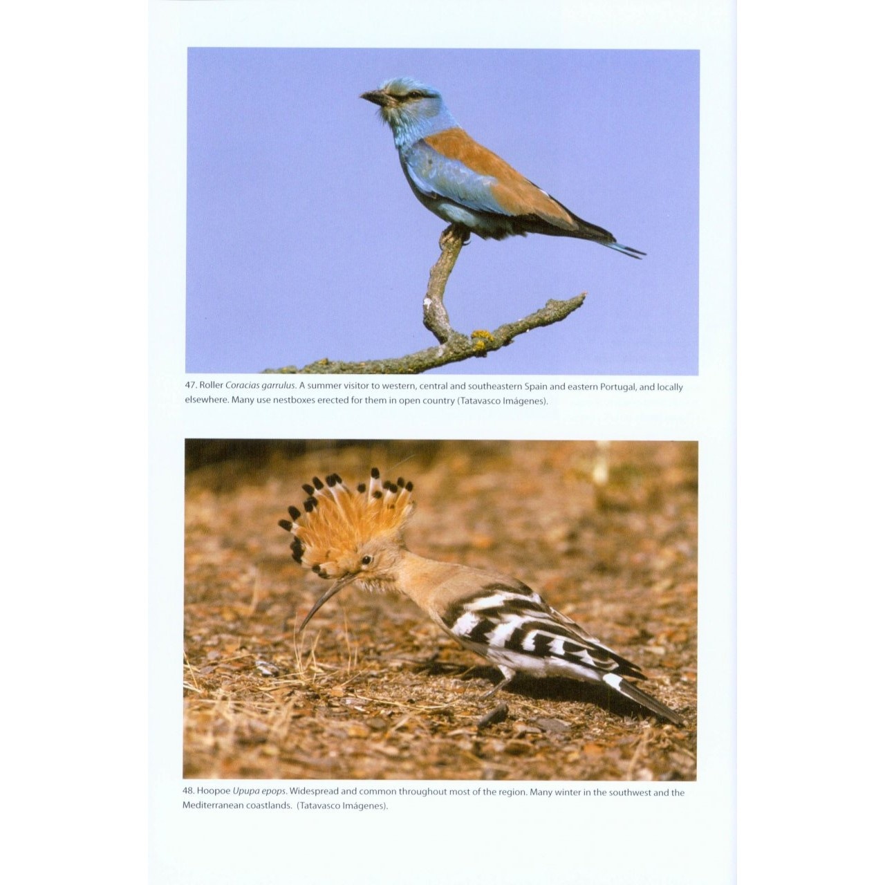 The Birds of the Iberian Peninsula