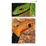 The Dangerous Snakes of Africa