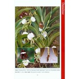 Field Guide to Butterflies of Seychelles - Their Natural History and Conservation