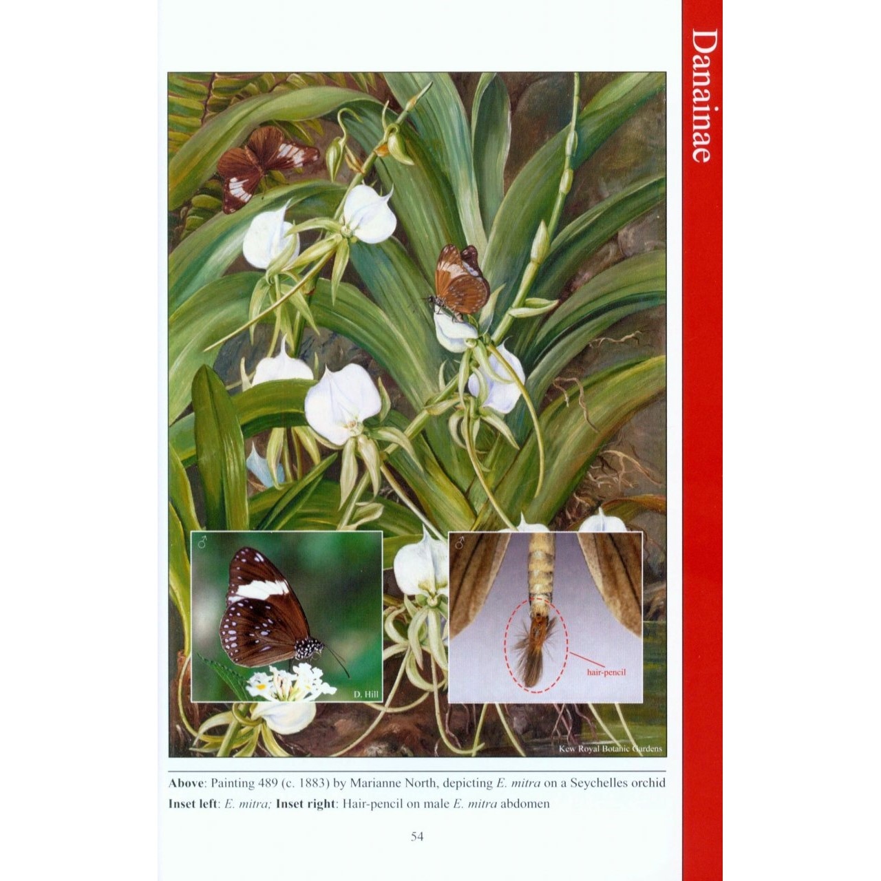 Field Guide to Butterflies of Seychelles - Their Natural History and Conservation