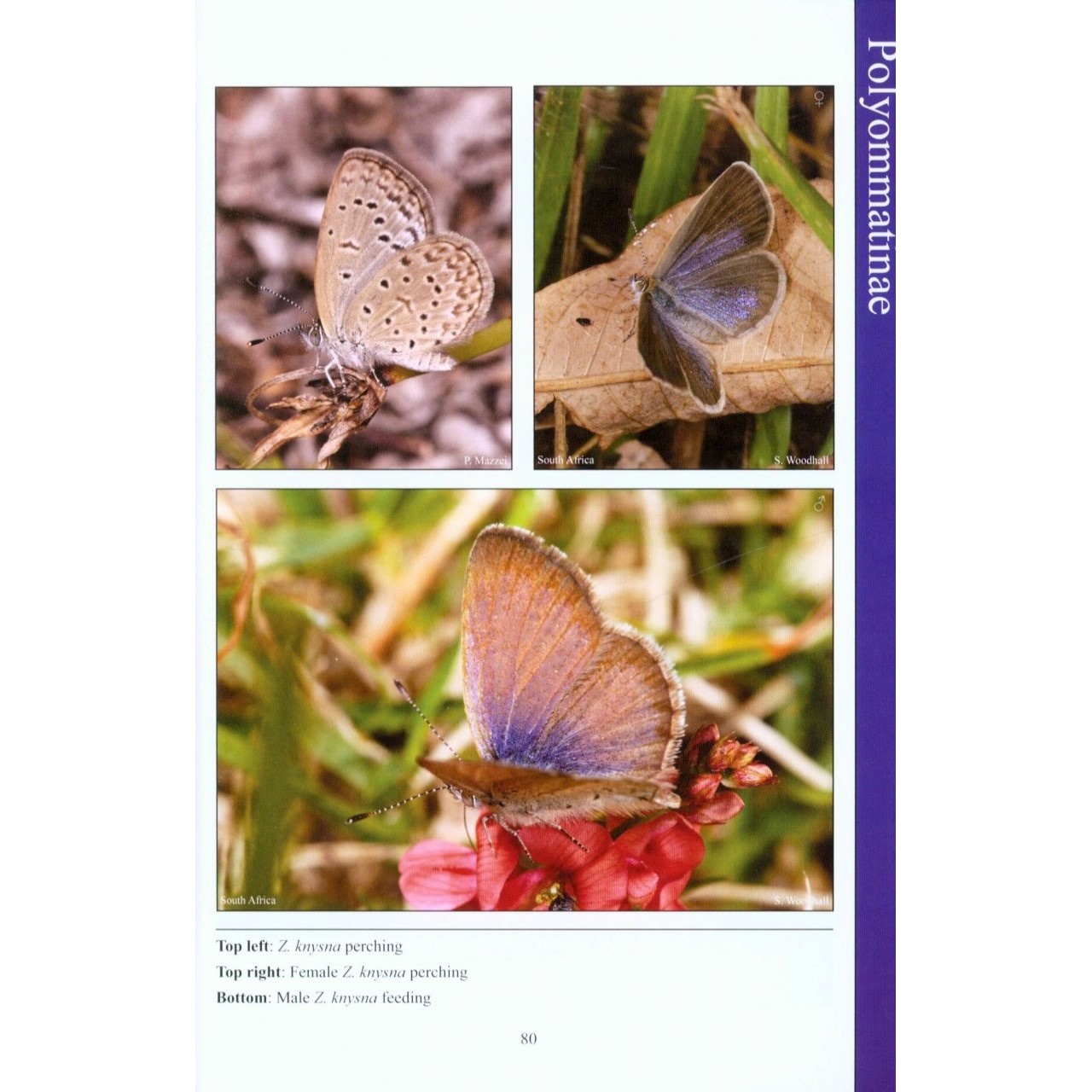 Field Guide to Butterflies of Seychelles - Their Natural History and Conservation