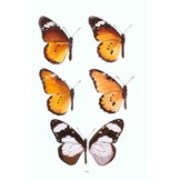Field Guide to Butterflies of Seychelles - Their Natural History and Conservation