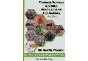 Common Spiders & Other Arachnids of The Gambia, West Africa