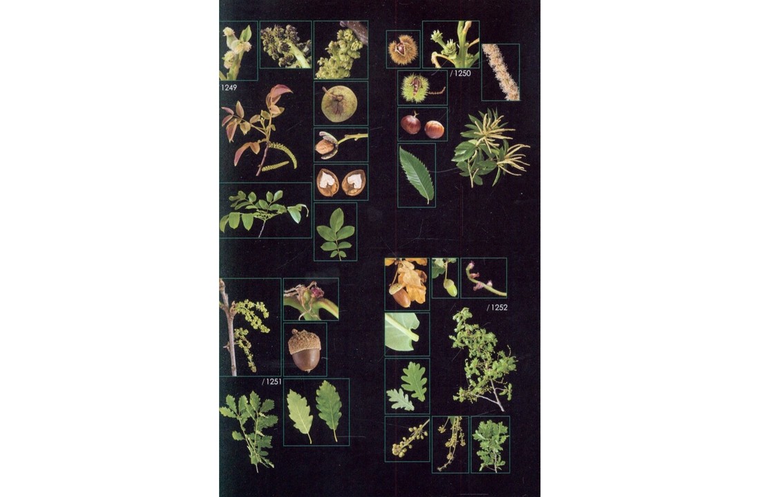 Field Guide to the wild plants of the Benelux