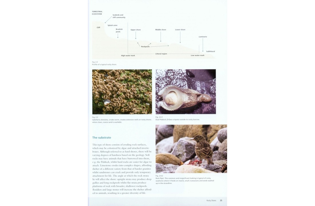 Seashores - An Ecological Guide