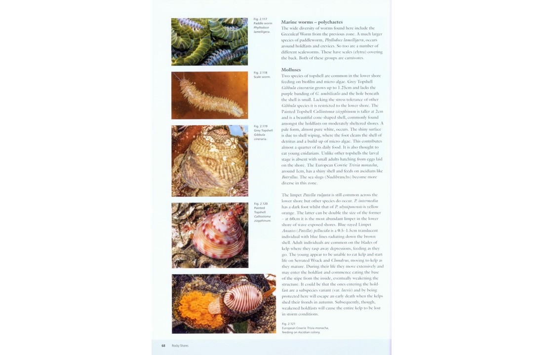 Seashores - An Ecological Guide