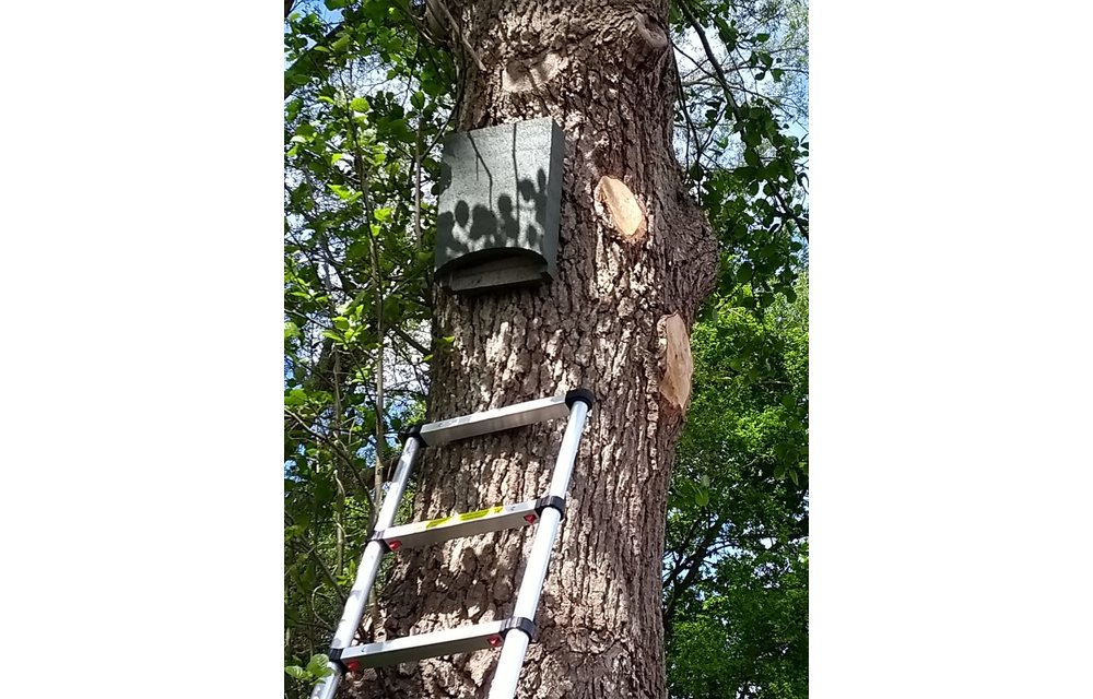 ANS-1 Bat Box