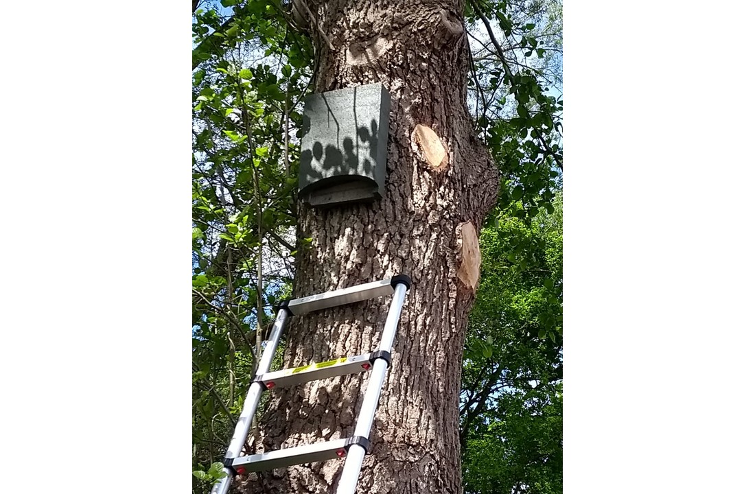 ANS-1 Bat Box